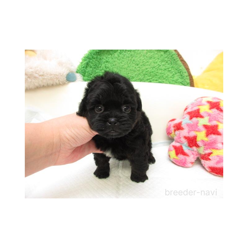 販売中の大阪府のミックス犬-424835