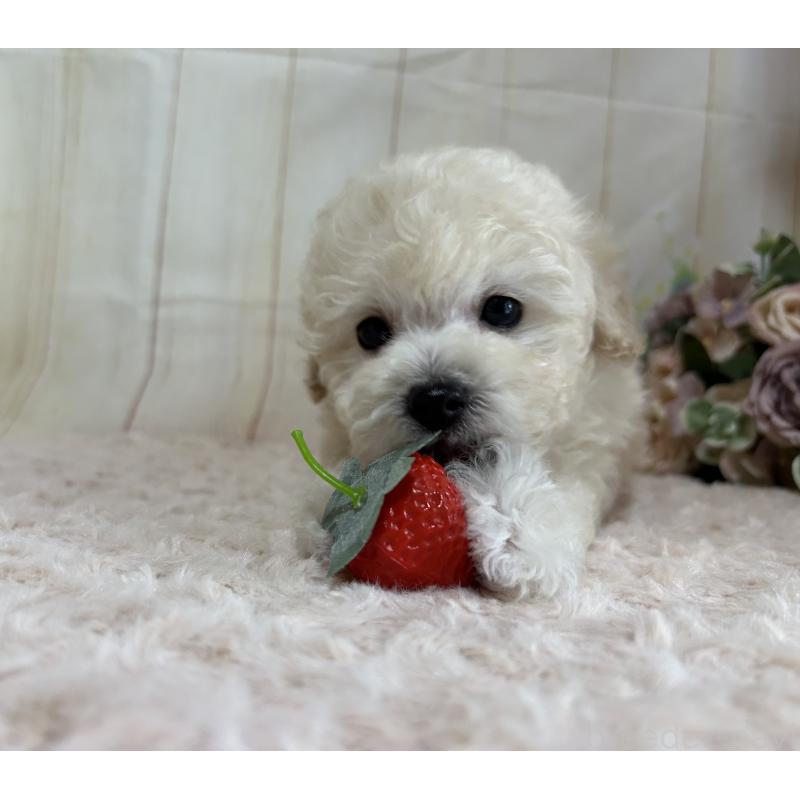 成約済の広島県のトイプードル-418607の2枚目