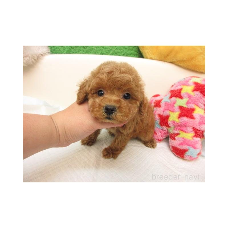 販売中の大阪府のトイプードル-424836の2枚目