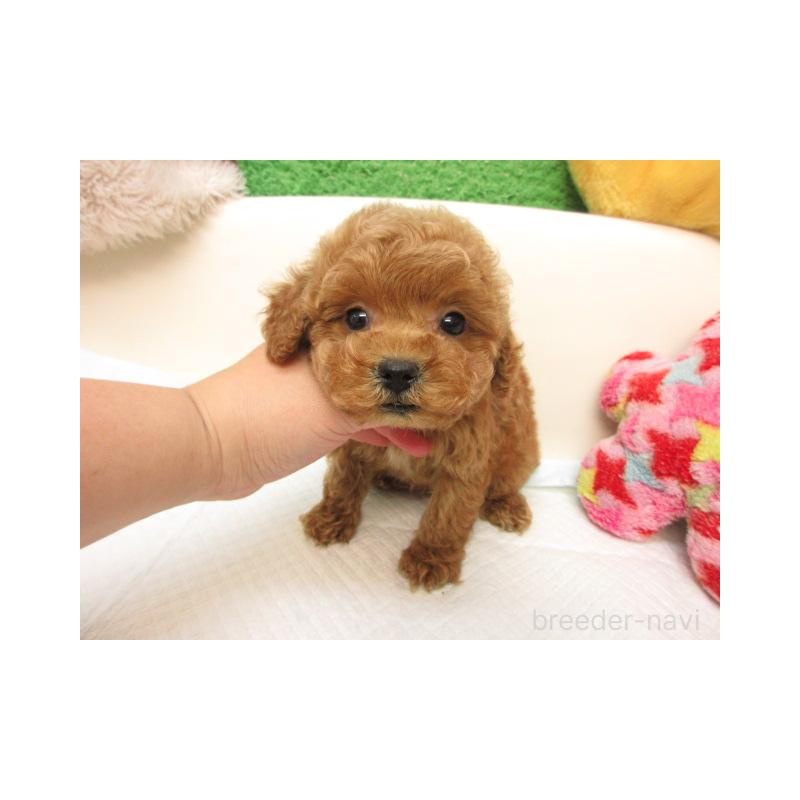 販売中の大阪府のトイプードル-424836の1枚目