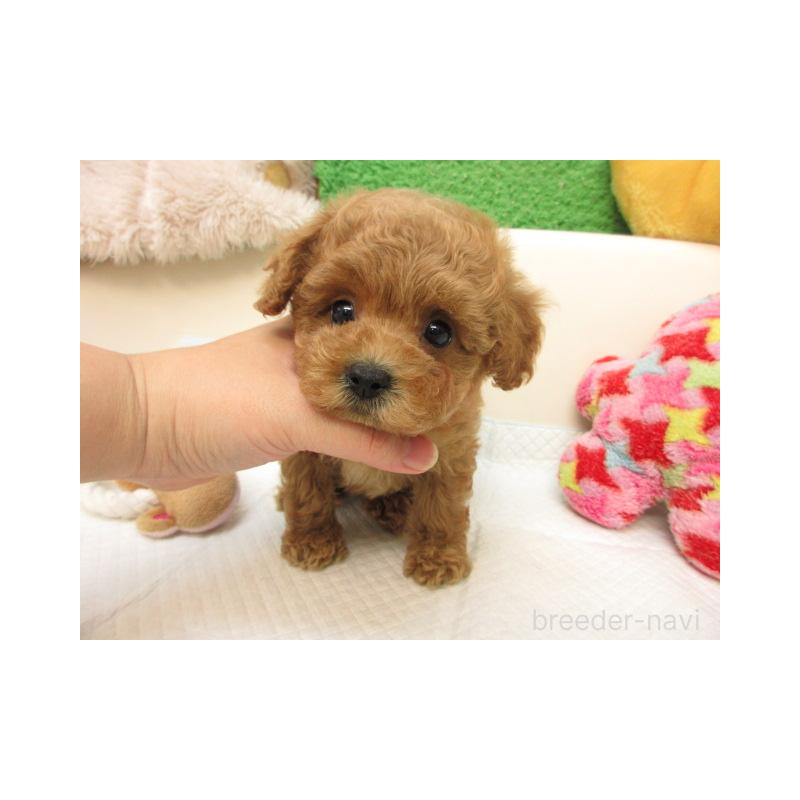 販売中の大阪府のトイプードル-424837の2枚目