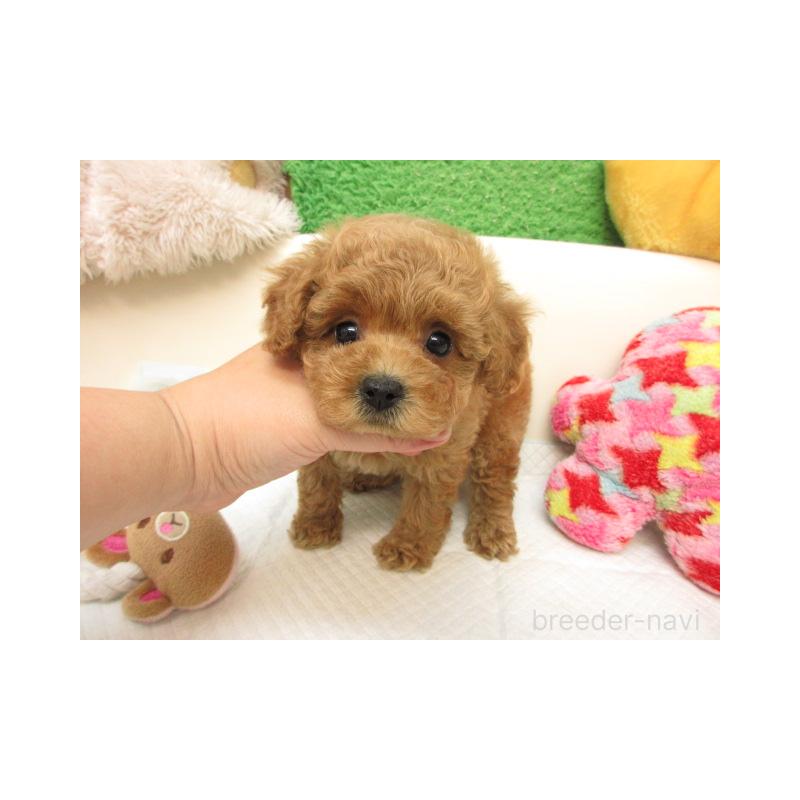 販売中の大阪府のトイプードル-424837