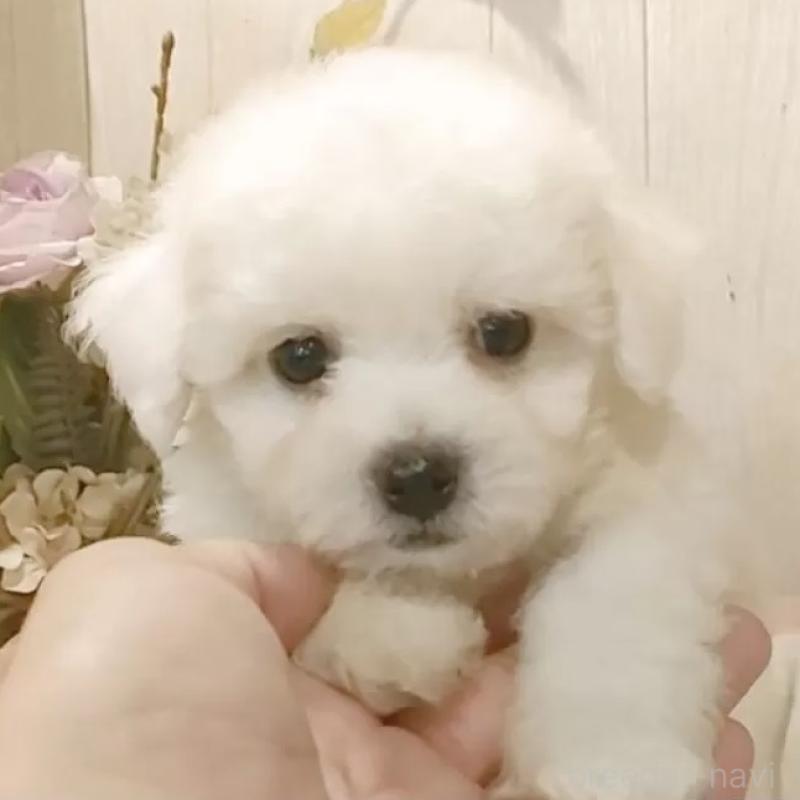 販売中の愛知県のビションフリーゼ-424839