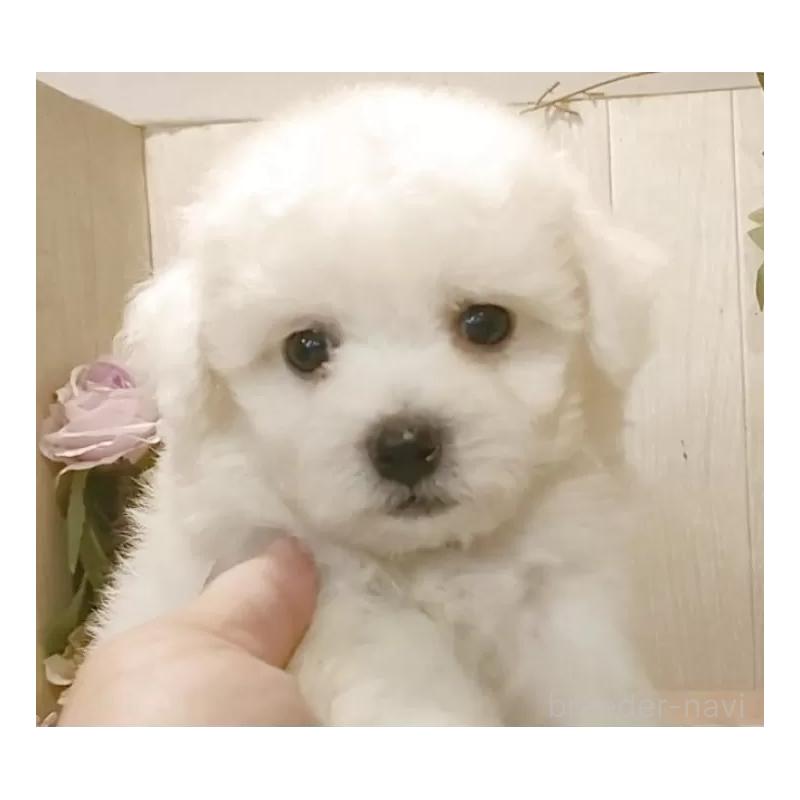 販売中の愛知県のビションフリーゼ-424839の10枚目