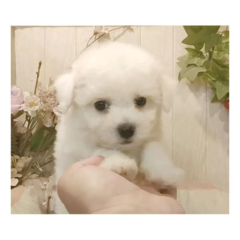 販売中の愛知県のビションフリーゼ-424839の9枚目