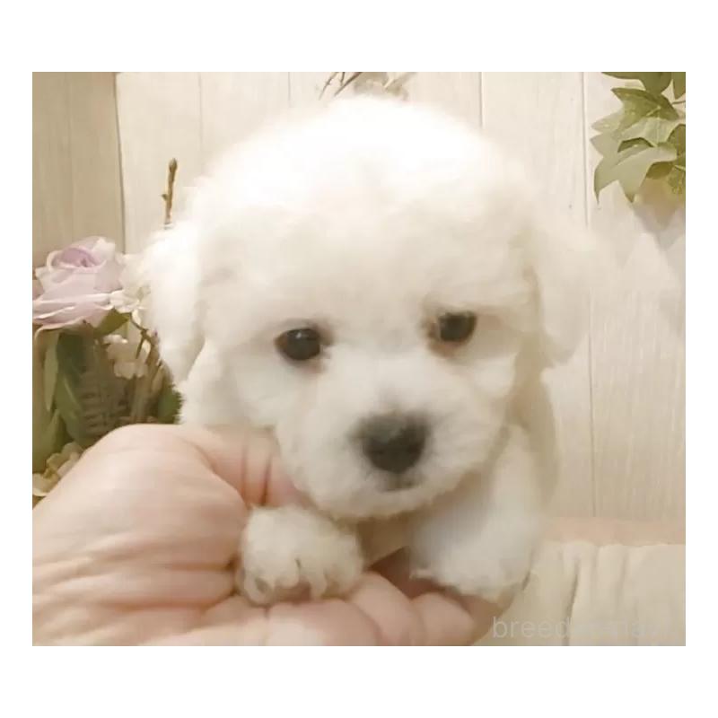 販売中の愛知県のビションフリーゼ-424839の8枚目