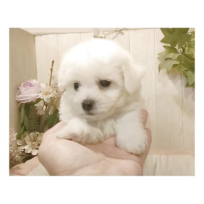 販売中の愛知県のビションフリーゼ-424839の7枚目