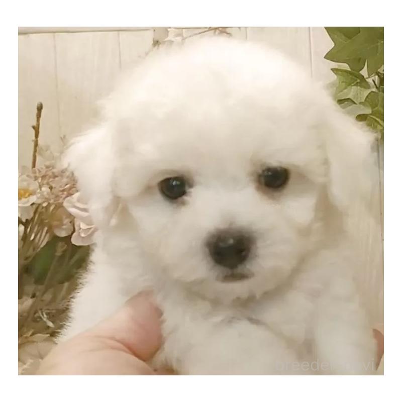 販売中の愛知県のビションフリーゼ-424839の6枚目