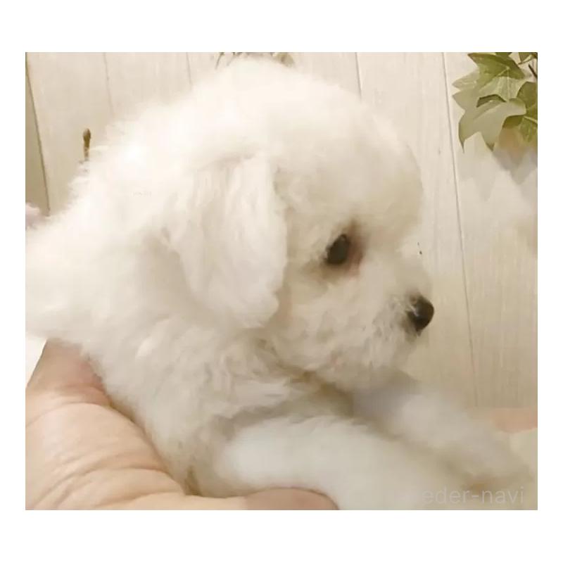 販売中の愛知県のビションフリーゼ-424839の4枚目