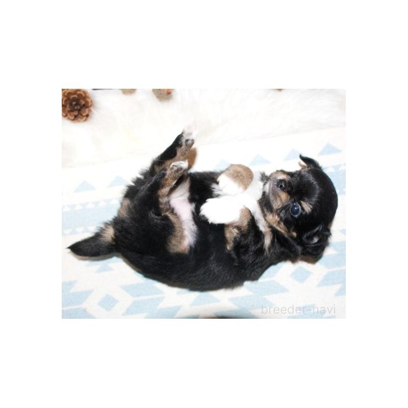 販売中の福岡県のチワワ(ロングコート)-424840の7枚目