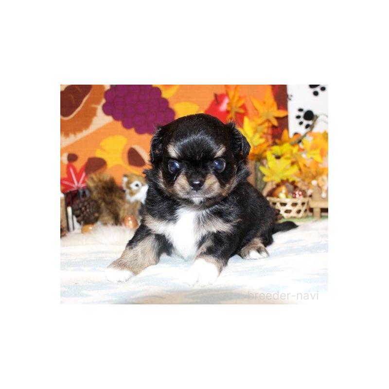 販売中の福岡県のチワワ(ロングコート)-424840の6枚目