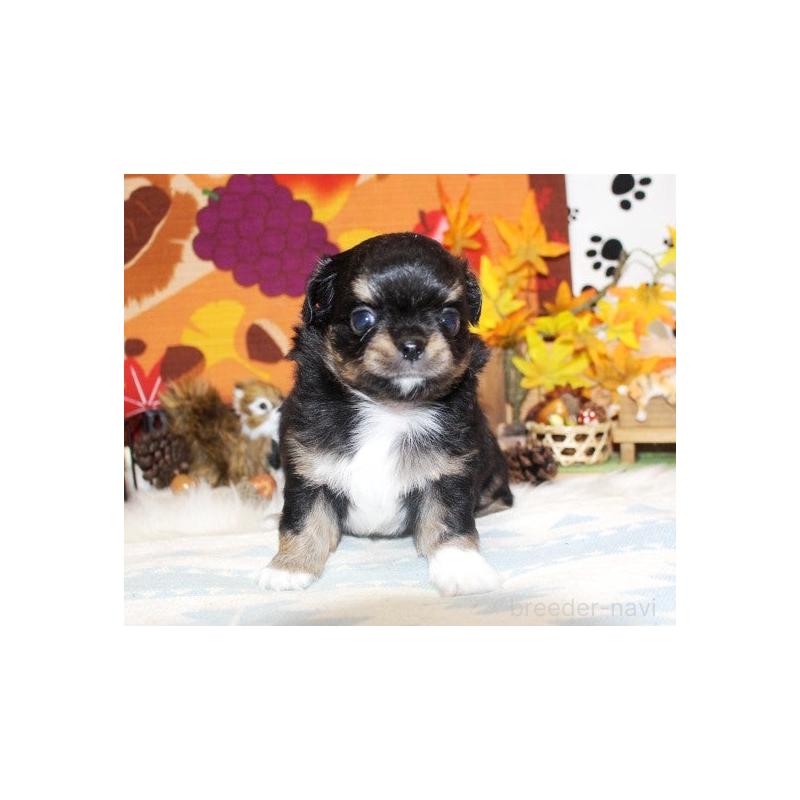 販売中の福岡県のチワワ(ロングコート)-424840の5枚目