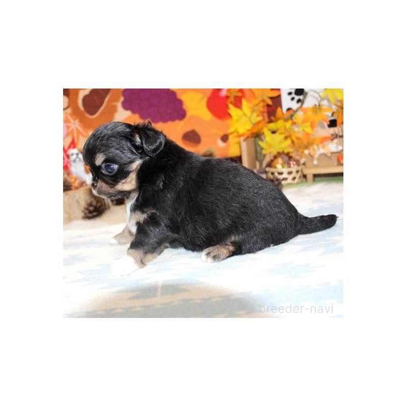 販売中の福岡県のチワワ(ロングコート)-424840の4枚目