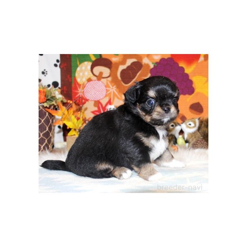 販売中の福岡県のチワワ(ロングコート)-424840の3枚目