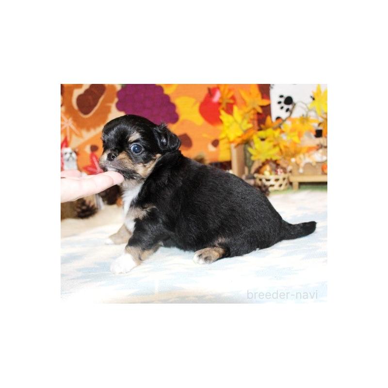 販売中の福岡県のチワワ(ロングコート)-424840の2枚目