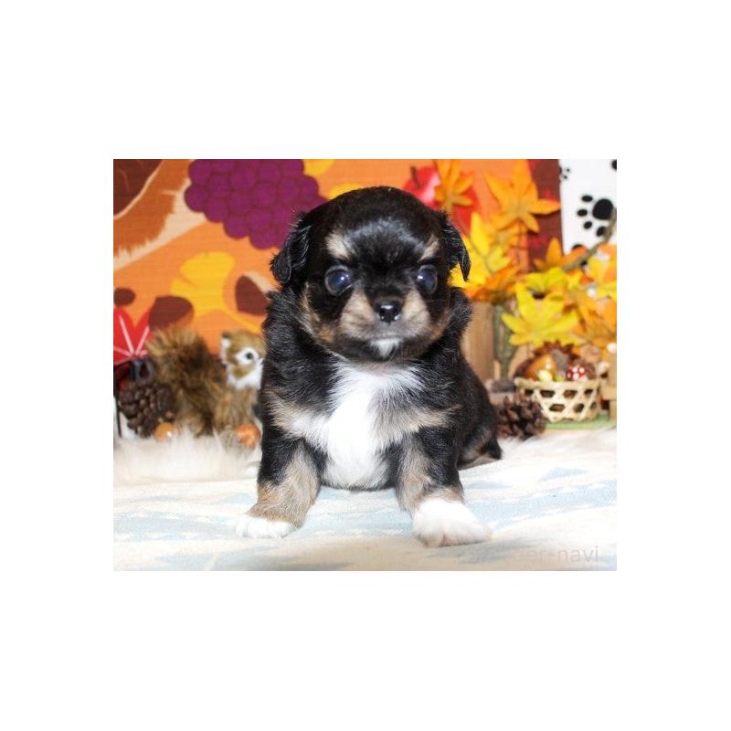 販売中ののチワワ(ロングコート)-424840