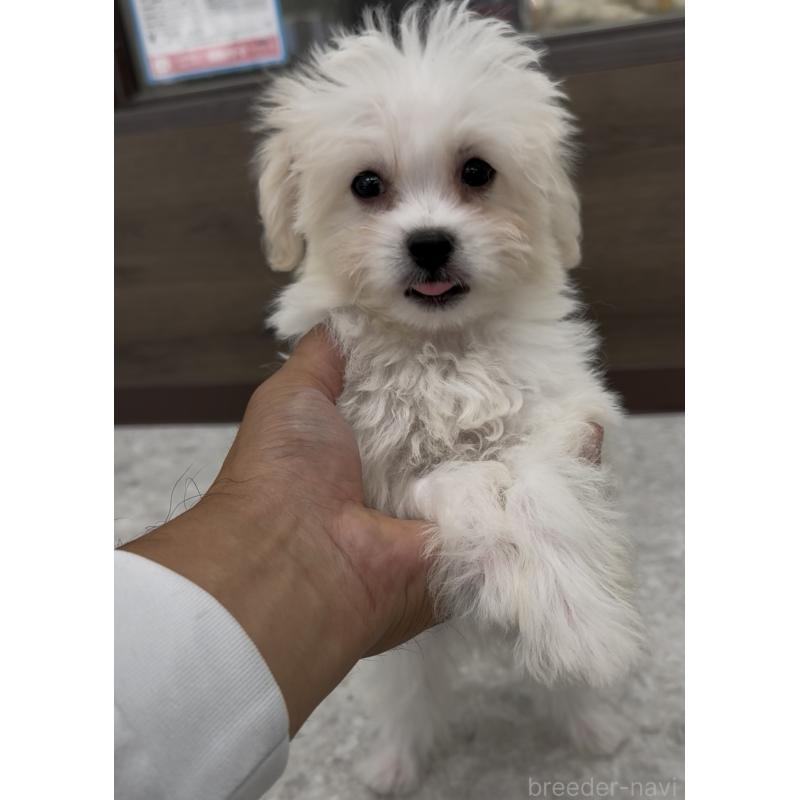 販売中の福岡県のミックス犬-415304の4枚目