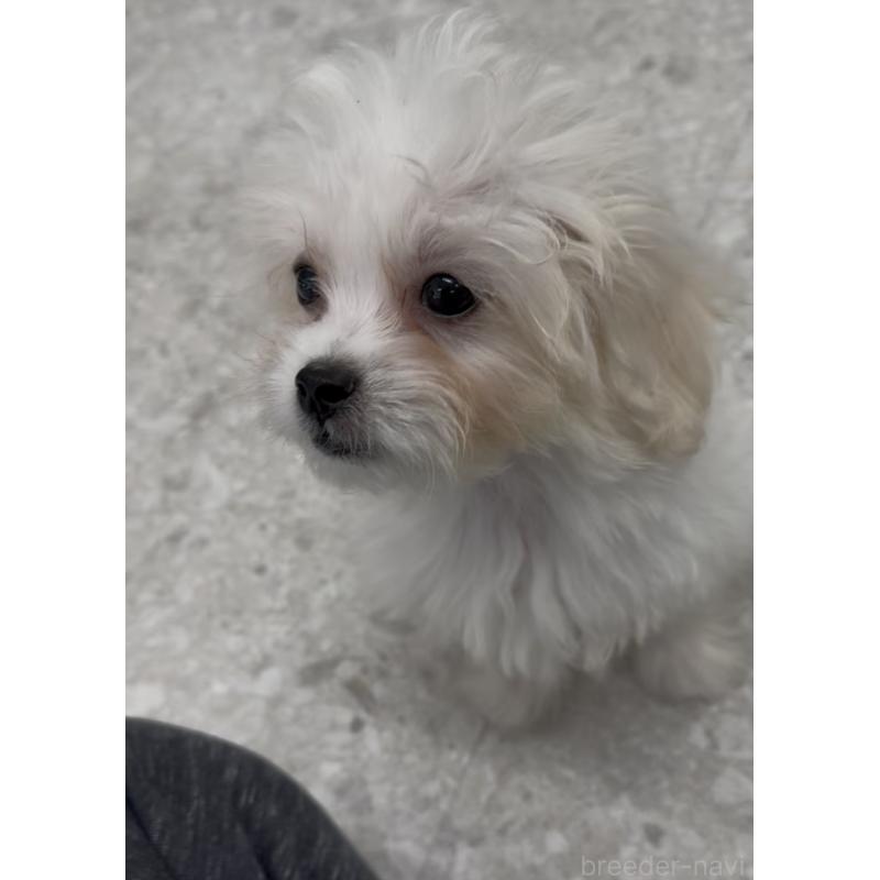 販売中の福岡県のミックス犬-415304の3枚目