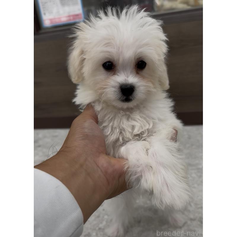 販売中の福岡県のミックス犬-415304の2枚目