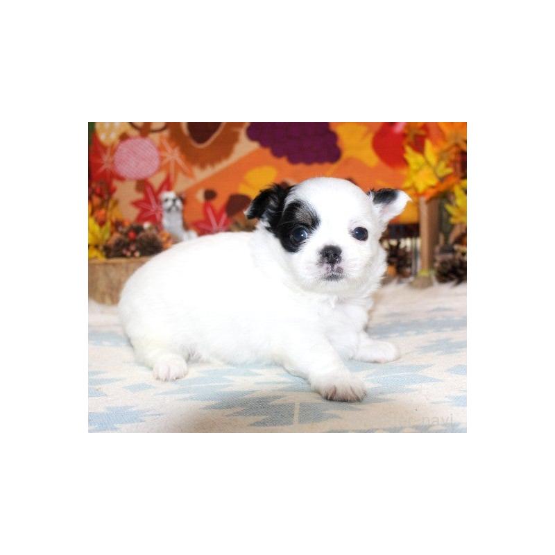 販売中の福岡県のチワワ(ロングコート)-424841の7枚目