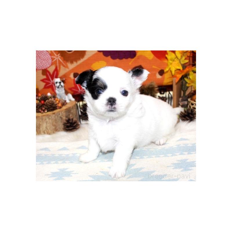 販売中の福岡県のチワワ(ロングコート)-424841の1枚目