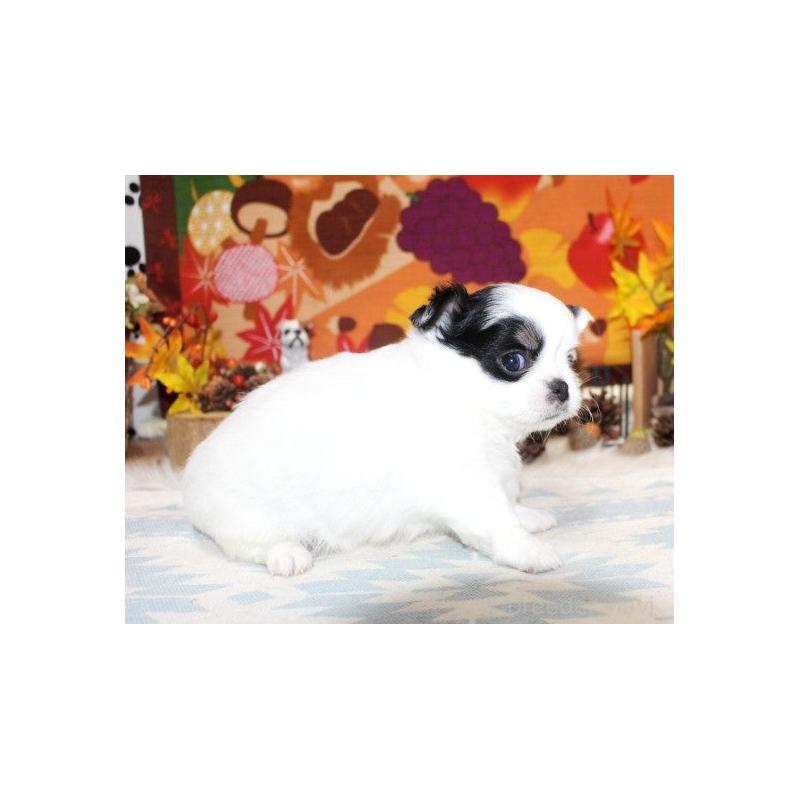 販売中の福岡県のチワワ(ロングコート)-424841の5枚目