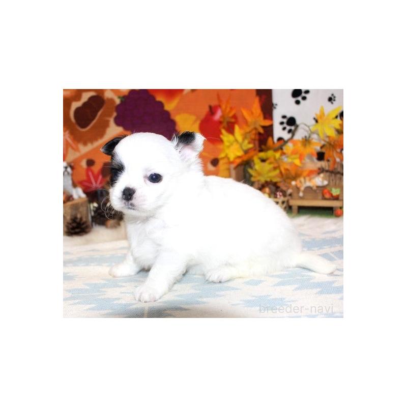 販売中の福岡県のチワワ(ロングコート)-424841の4枚目