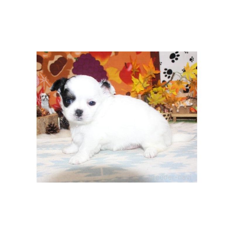 販売中の福岡県のチワワ(ロングコート)-424841の3枚目