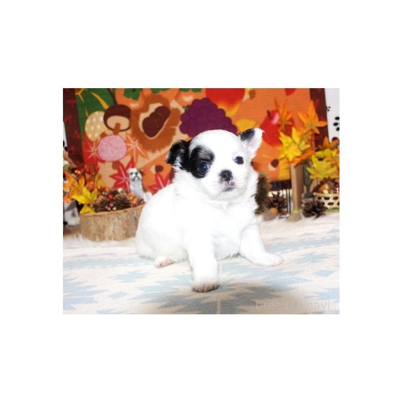 販売中の福岡県のチワワ(ロングコート)-424841の2枚目