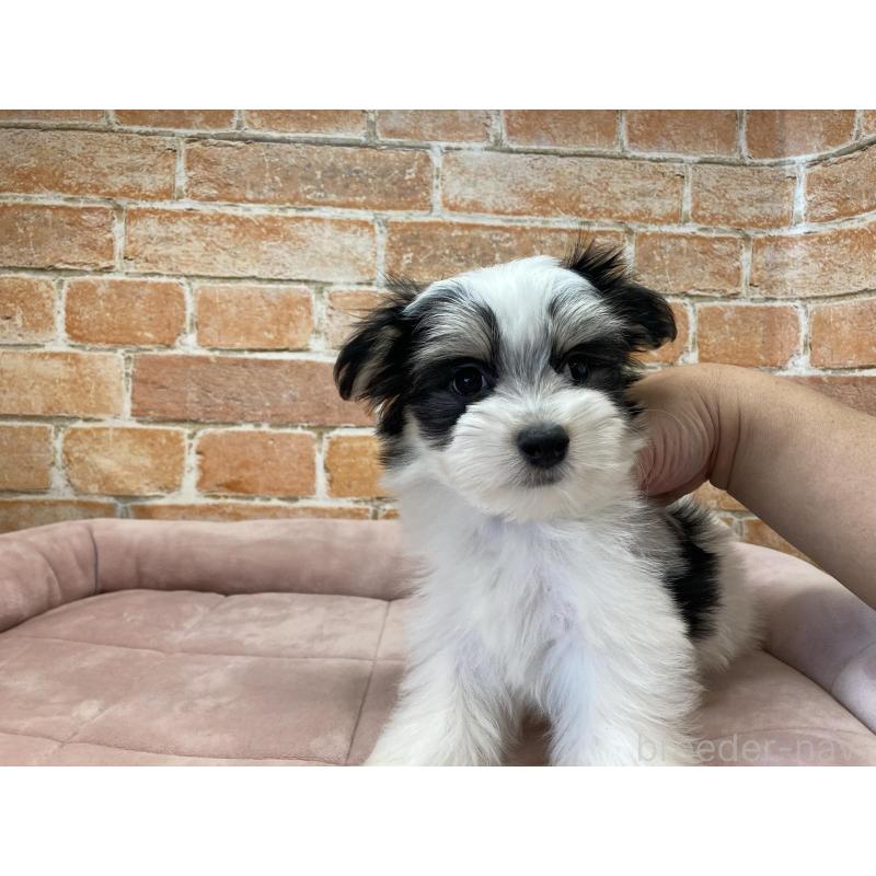 販売中の北海道のチワマル:チワワ×マルチーズ-416104の5枚目