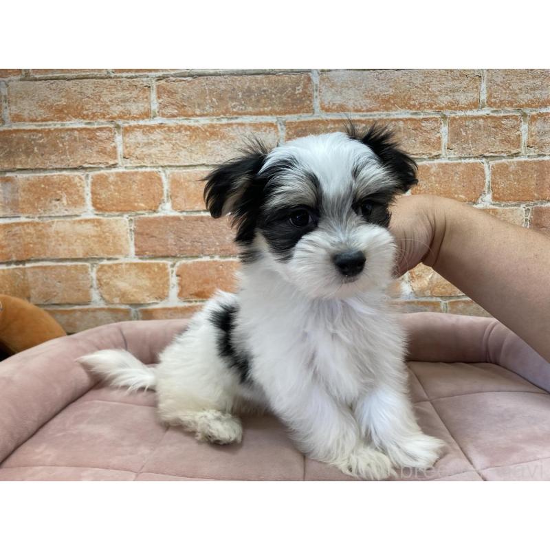 販売中の北海道のチワマル:チワワ×マルチーズ-416104の4枚目