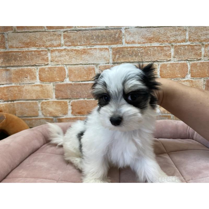 販売中の北海道のチワマル:チワワ×マルチーズ-416104の3枚目