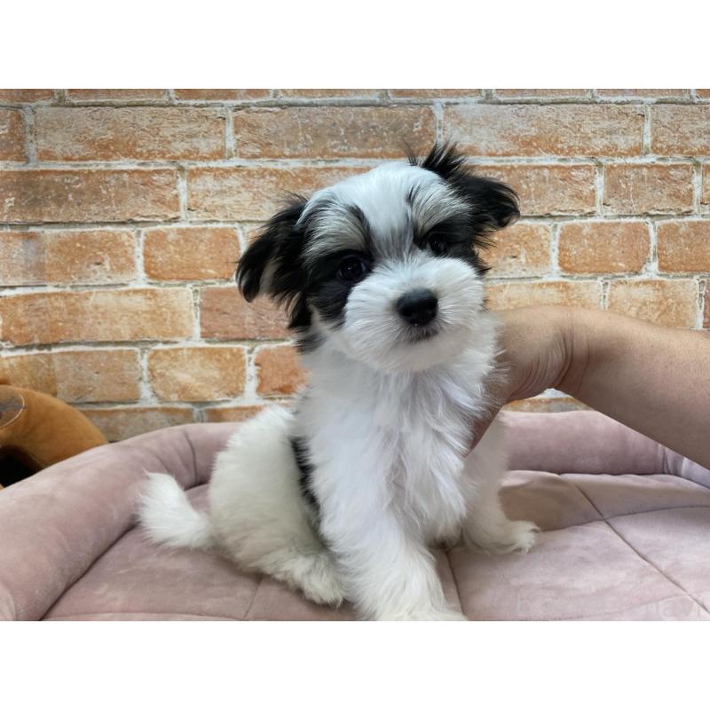 販売中の北海道のチワマル:チワワ×マルチーズ-416104の2枚目