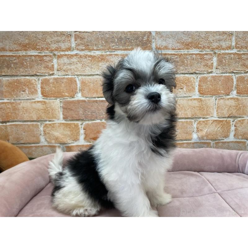 販売中の北海道のチワマル:チワワ×マルチーズ-416106の5枚目