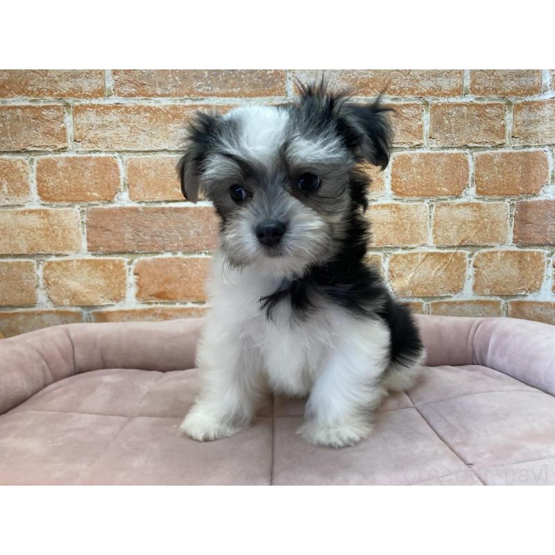 販売中の北海道のチワマル:チワワ×マルチーズ-416106の4枚目