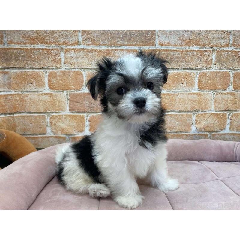 販売中の北海道のチワマル:チワワ×マルチーズ-416106の3枚目