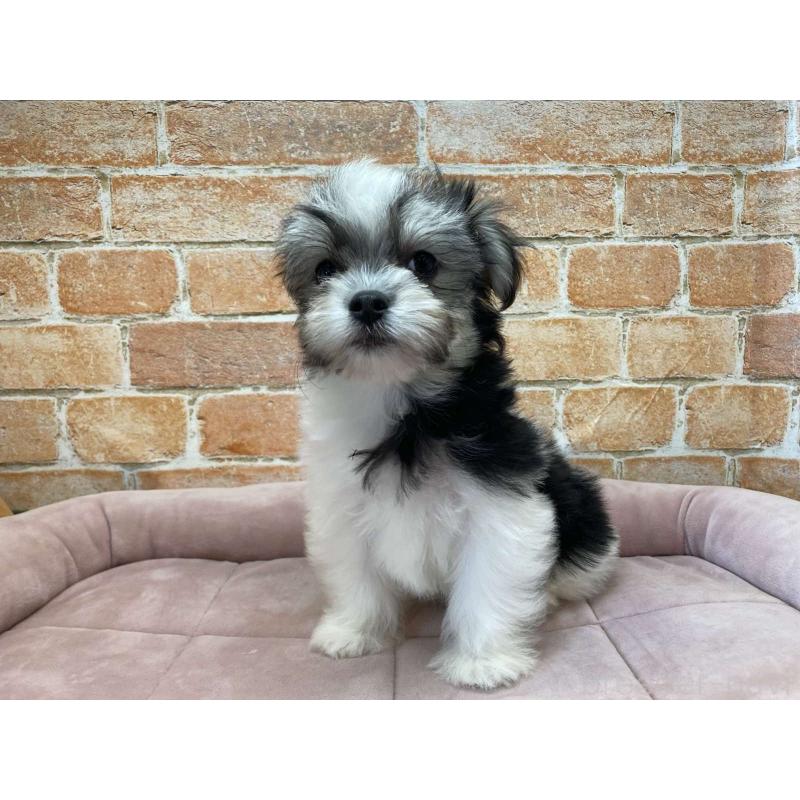 販売中の北海道のチワマル:チワワ×マルチーズ-416106の2枚目