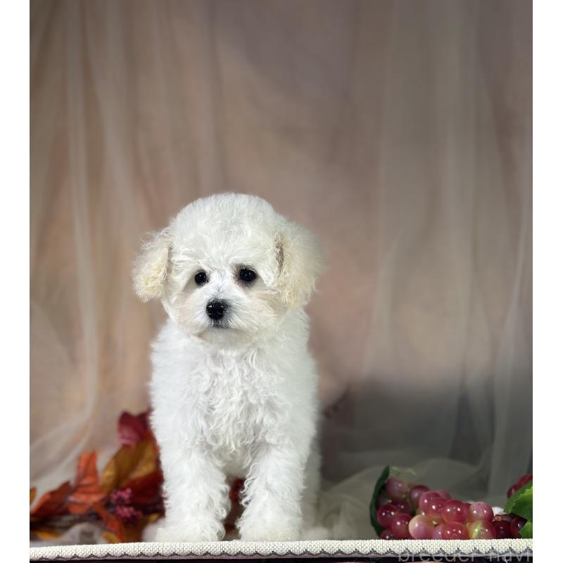 販売中の京都府のタイニープードル-413399の11枚目