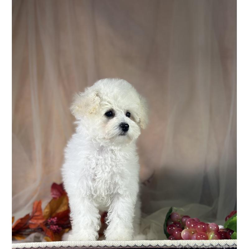 販売中の京都府のタイニープードル-413399の10枚目