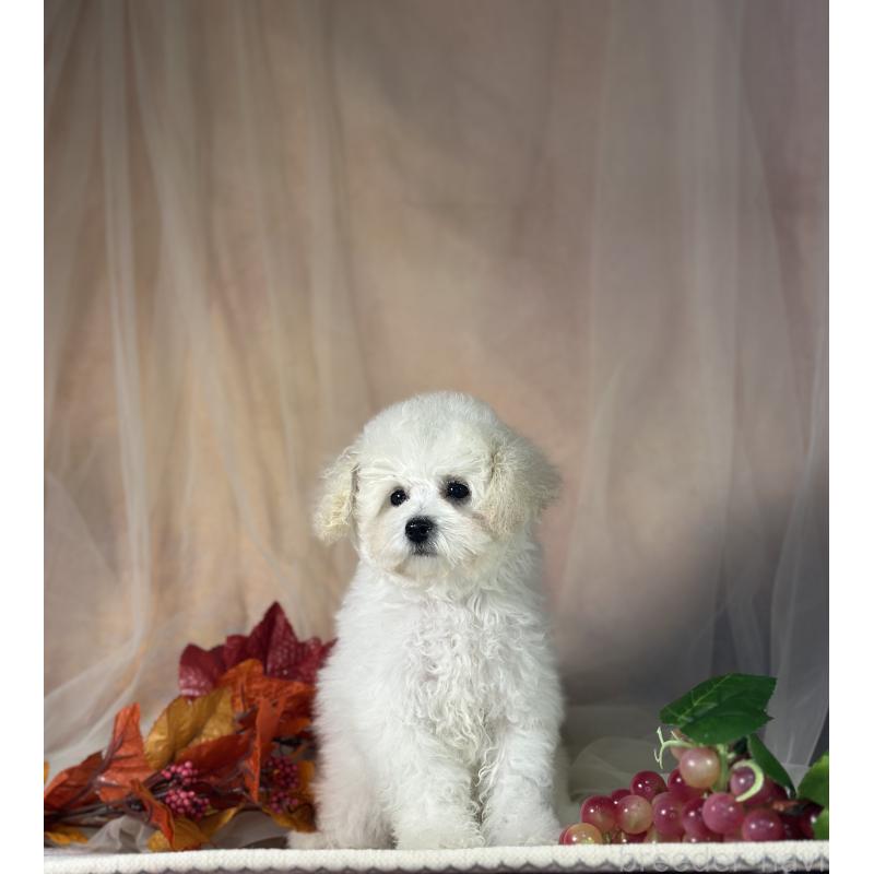 販売中の京都府のタイニープードル-413399の9枚目