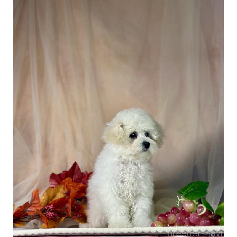 販売中の京都府のタイニープードル-413399の8枚目