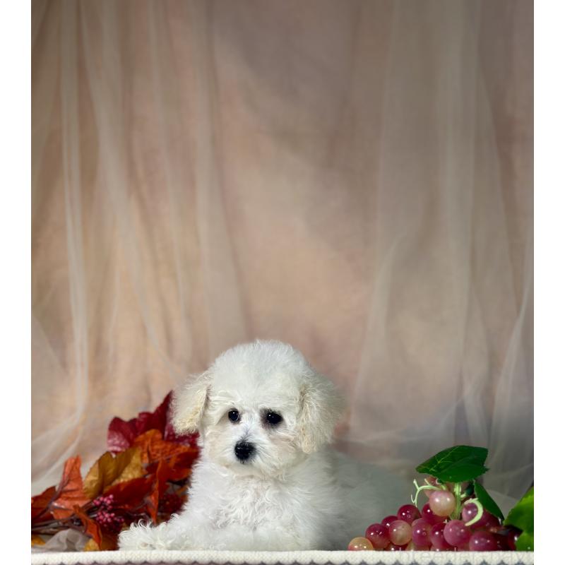 販売中の京都府のタイニープードル-413399の7枚目