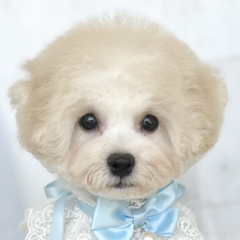 販売中の愛知県のミックス犬-416187