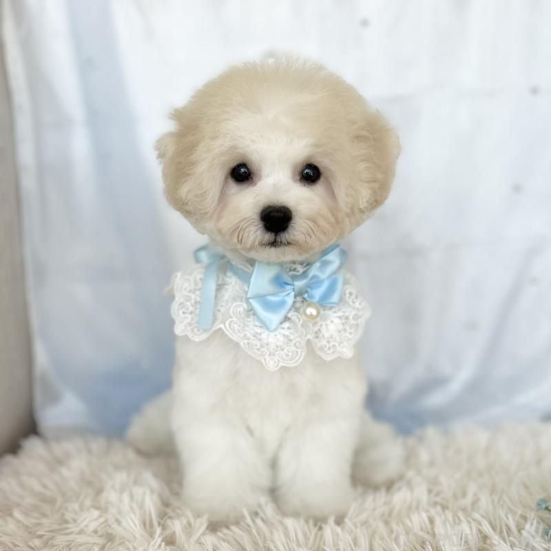 販売中の愛知県のミックス犬-416187の5枚目