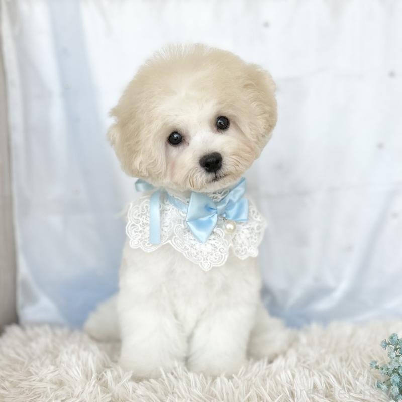 販売中の愛知県のミックス犬-416187の4枚目