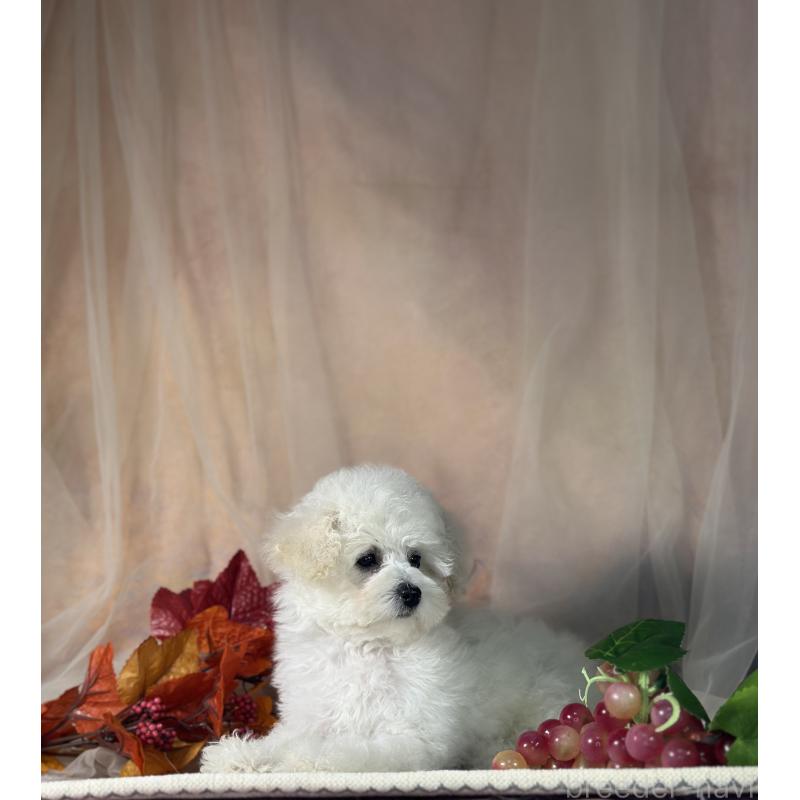 販売中の京都府のタイニープードル-413399の6枚目