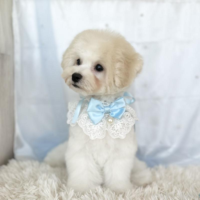 販売中の愛知県のミックス犬-416187の3枚目