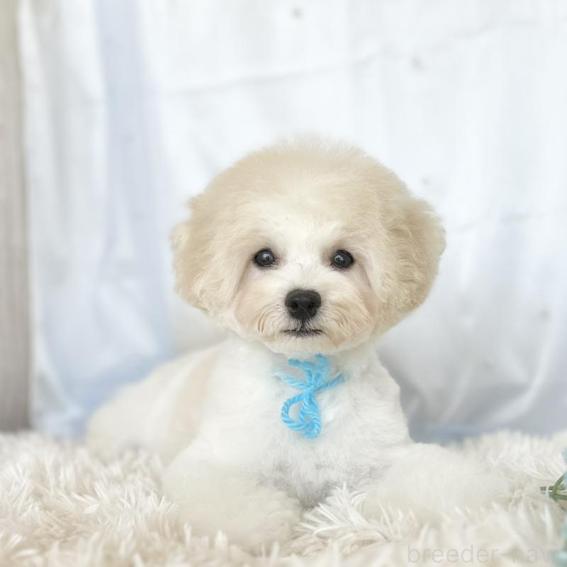 販売中の愛知県のミックス犬-416187の2枚目