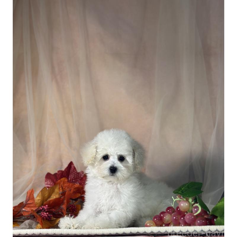 販売中の京都府のタイニープードル-413399の5枚目