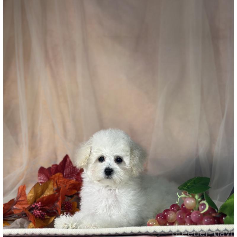 販売中の京都府のタイニープードル-413399の4枚目